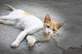 Cute white cat with an interesting pose and curious expression