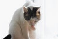 Cute white cat isolated on the white backgrund licking her paw