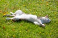 Cute white cat on its back on fresh green grass with morning sunlight on body