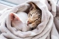 Cute white cat and little tabby kitten are wrapped against the cold in a gray blanket Royalty Free Stock Photo
