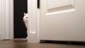 Cute white cat looking behind the door jamb. Royalty Free Stock Photo