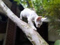 Cute White Cat Looking Down While Standing on a Tree Trunk Royalty Free Stock Photo