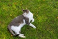 Cute white cat looking sleepy on fresh green grass with morning sunlight