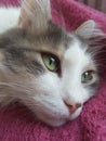 Cute white cat lying on a blanket Royalty Free Stock Photo