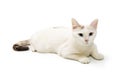 Cute White Cat Lying Down Isolated Royalty Free Stock Photo