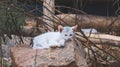 Cute white cat lying on the rock. Selective focus. Royalty Free Stock Photo