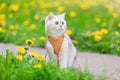 a cute white cat sits on the grass with yellow dandelions, in spring Royalty Free Stock Photo