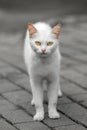 Cute White Cat Portrait face look front camera Royalty Free Stock Photo