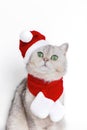 a cute white cat, in the red cap of Santa Claus and red scarf Royalty Free Stock Photo