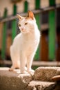 cute white cat with red spots stands on stone outside on blurry background