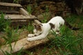 Cute white cat sharpening its claws on a wooden plank in the garden Royalty Free Stock Photo