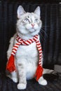 Cute white cat in striped scarf looking up close up, dark background