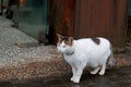 One cute white cat is taking a walk. Royalty Free Stock Photo