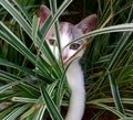 A cute white cat in the on thetree Royalty Free Stock Photo