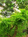 The cute white cat is on top of the tree and has a sharp look at me Royalty Free Stock Photo