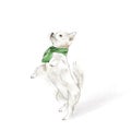 Cute white chihuahua in a green scarf.