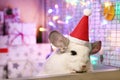 Cute white chinchilla with Santa Claus red hat on a background of Christmas decorations and Christmas lights.