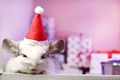 Cute white chinchilla with Santa Claus red hat on a background of Christmas decorations and Christmas lights.