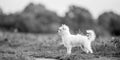 A cute white Chorkie puppy standing in the countryside. Royalty Free Stock Photo