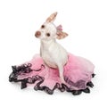 White Chihuahua Dog Wearing Pink Tutu Royalty Free Stock Photo