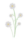 Cute White Cosmos Flowers on White Background