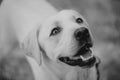 Curious white Labrador dog