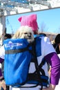 Cute white dog in backpack on woman in pink hat at Womens March in Tulsa Oklahoma USA 1-20-2018