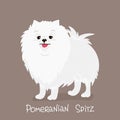 cute white dog breed Pomeranian isolated onon a beige background Colorful vector Illustration.