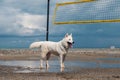 A cute white dog is cooling down and relaxing in the puddle Royalty Free Stock Photo