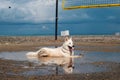 A cute white dog is cooling down and relaxing in the puddle Royalty Free Stock Photo