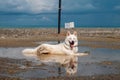 A cute white dog is cooling down and relaxing in the puddle Royalty Free Stock Photo