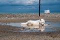 A cute white dog is cooling down and relaxing in the puddle Royalty Free Stock Photo