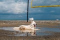 A cute white dog is cooling down and relaxing in the puddle Royalty Free Stock Photo