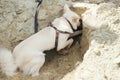 Cute white dog digging sand pile in sunny day. Funny curious dog digging and playing in sand. Danish spitz young canine. Pet at Royalty Free Stock Photo