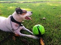 Cute white dog with his tongue out relaxing on a green lawn with a yellow ball