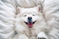 Cute white dog lying on bed and yawning. Alaskan Spitz. selective focus. Generative AI Royalty Free Stock Photo