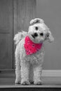 Cute white dog with cocked head wearing a pink bandana Royalty Free Stock Photo