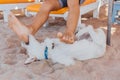 Dog playing with legs of a man laying on the sunbed. Dog trying to bite the feet of a man on the beach