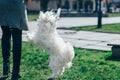 Cute white dog playing with owner on grass Royalty Free Stock Photo