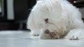 Cute white dog portrait who is licking paws Royalty Free Stock Photo