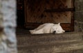 Cute white dog Royalty Free Stock Photo