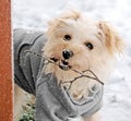 Cute White Dog with Snowy Twig