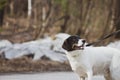 Cute white dog on a walk. Photo on a spring forest