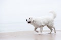 Cute white dog walking on the beach. Royalty Free Stock Photo