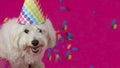 CUTE WHITE DOG WEARING A COLORED PARTY HAT ON PURPLE BACKGROUND