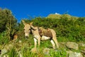 Cute white donkey with saddle Royalty Free Stock Photo