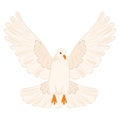 Cute white dove Peace symbol Vector Royalty Free Stock Photo