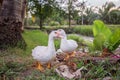 Cute white ducks looking for food in the garden and feet walking near lake. face looking to the camera. close up