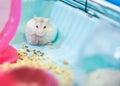 Cute white exotic female Winter White Dwarf Hamster scratching and grooming its fur at the house corner. Winter White Hamster is Royalty Free Stock Photo