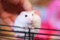 Cute White Exotic Little Baby Winter White Dwarf Hamster on owner hand, happy playing on cage bar. Winter White Hamster is also